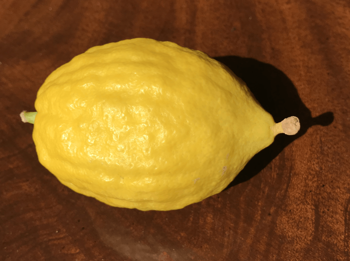 Etrog Citron Information and Facts